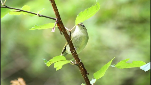 Large-billed Leaf Warbler - ML368388631