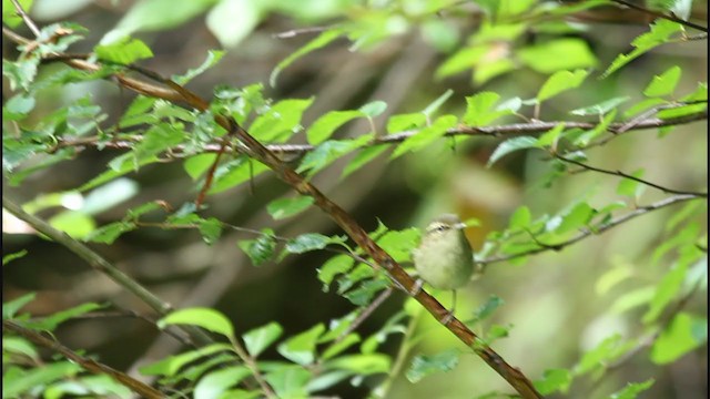 Large-billed Leaf Warbler - ML368388801