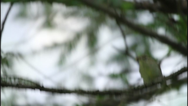 Large-billed Leaf Warbler - ML368388871