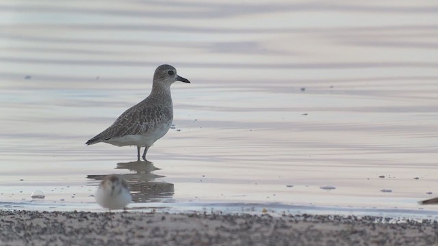 Black-bellied Plover - ML368390031