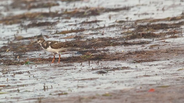 Ruddy Turnstone - ML368390181