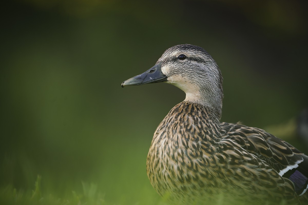 Canard colvert - ML368391351