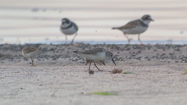 Western Sandpiper - ML368392371