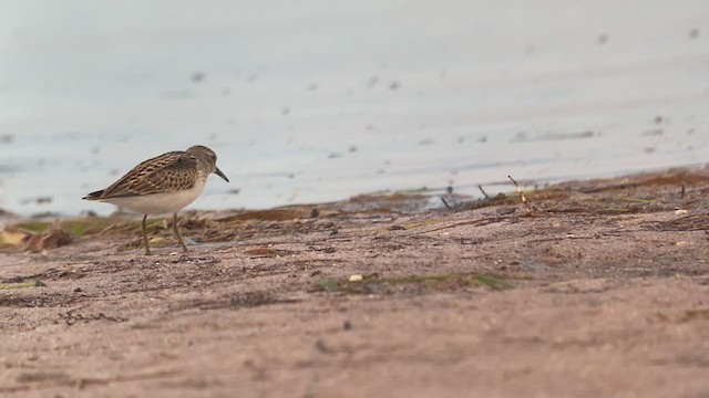 Least Sandpiper - ML368392421