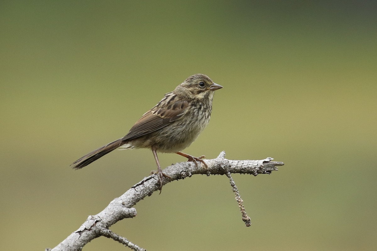 Song Sparrow - Russ Morgan