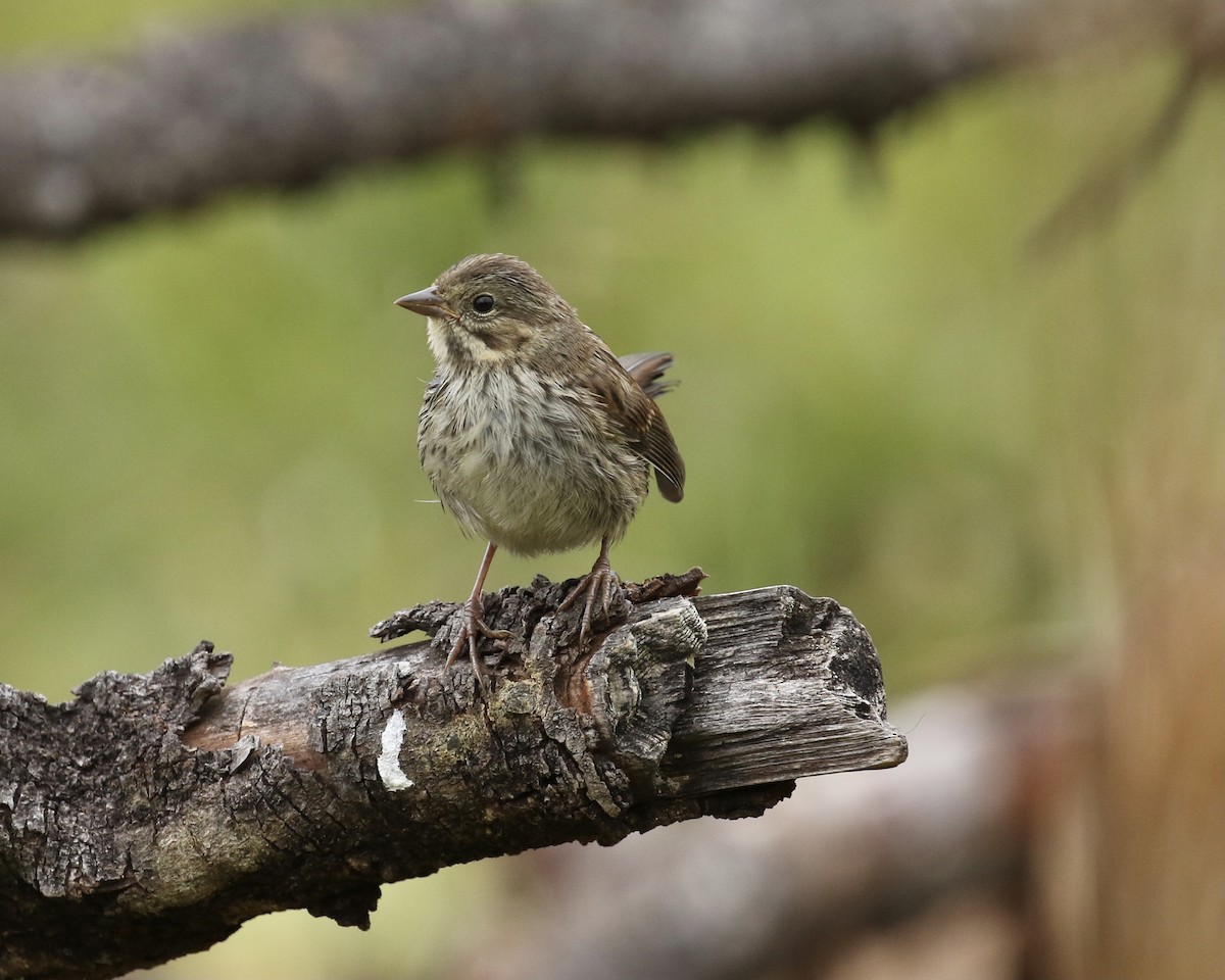 Song Sparrow - ML368392921