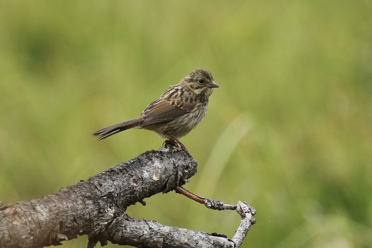 Song Sparrow - ML368392941