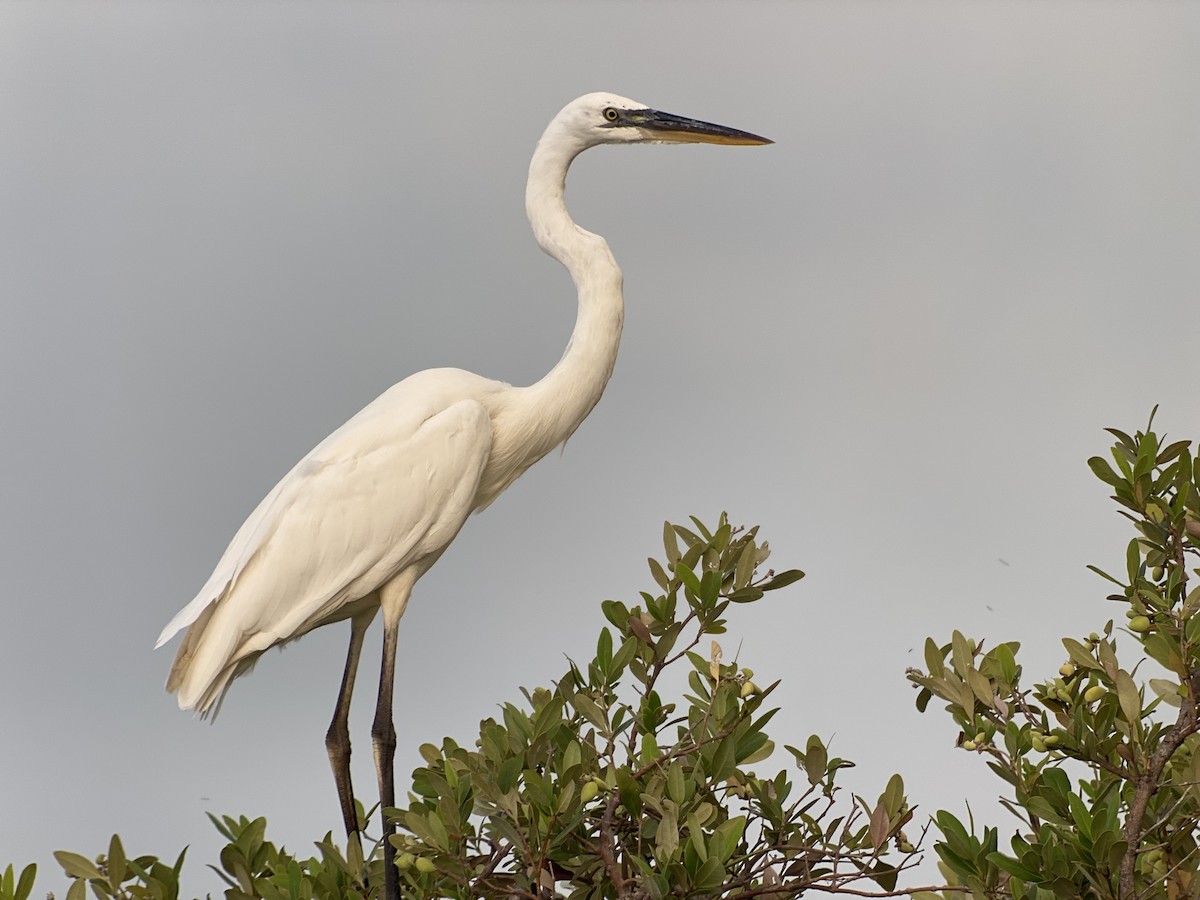 Great Blue Heron (Great White) - ML368393061