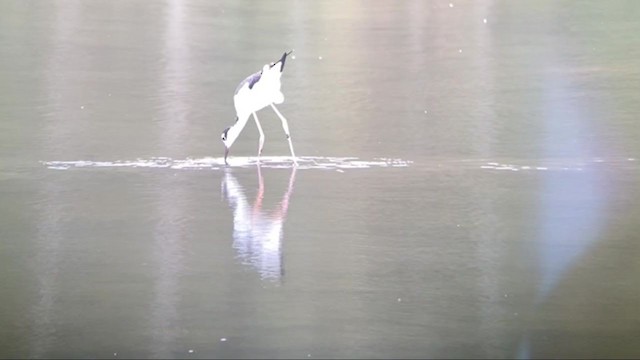 Black-necked Stilt - ML368394011