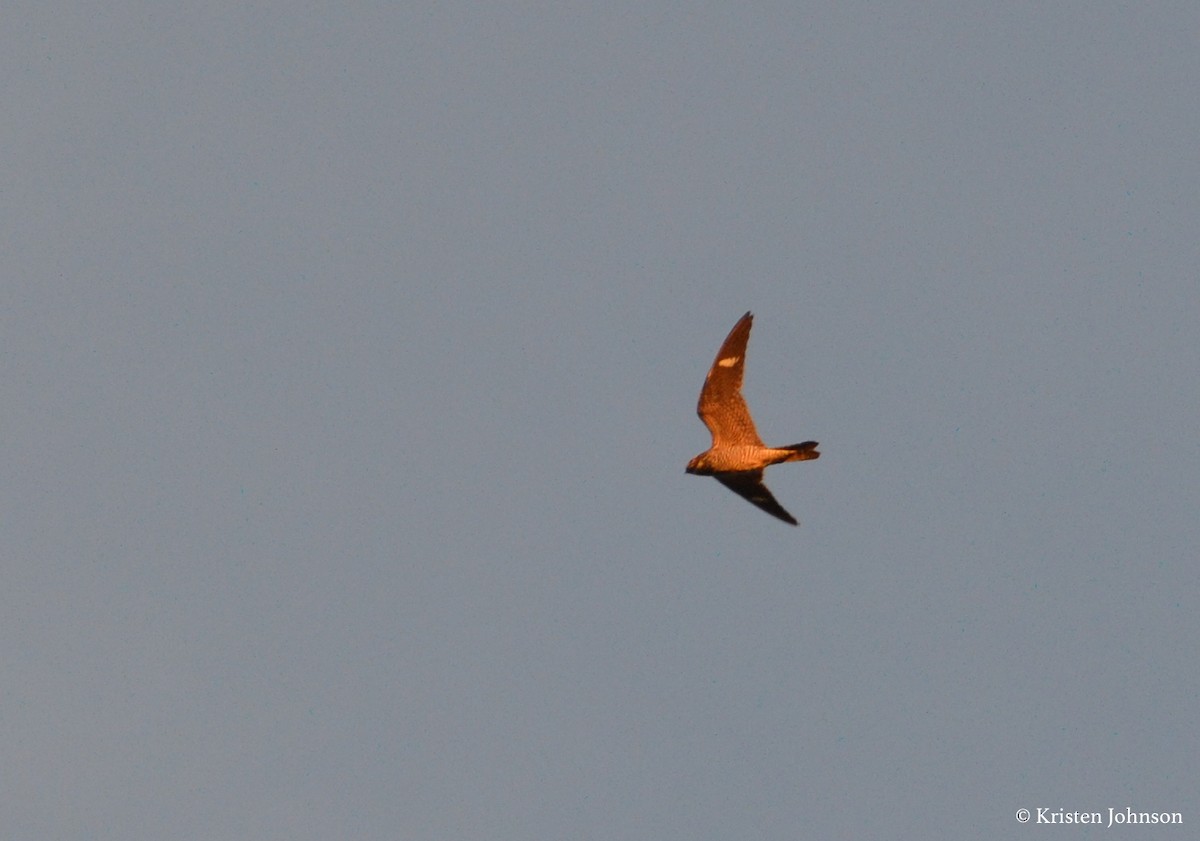 Common Nighthawk - Kristen Johnson