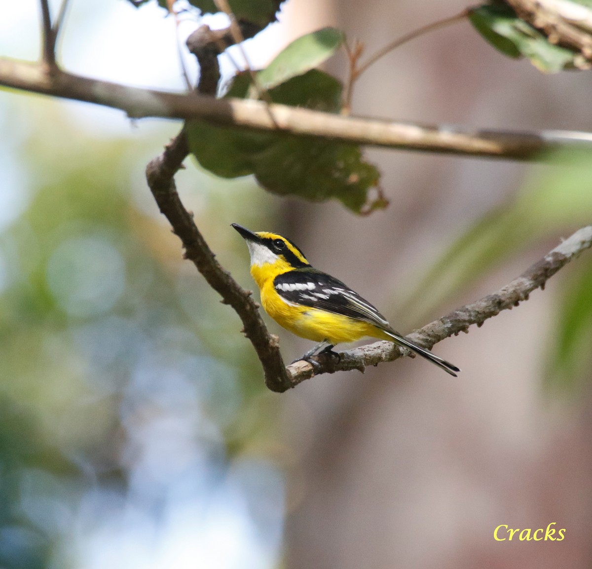 Yellow-breasted Boatbill - ML368394251