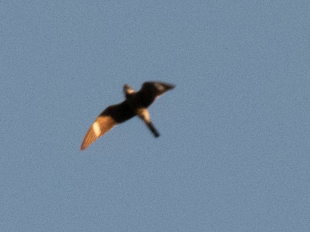 Common Nighthawk - ML368394301