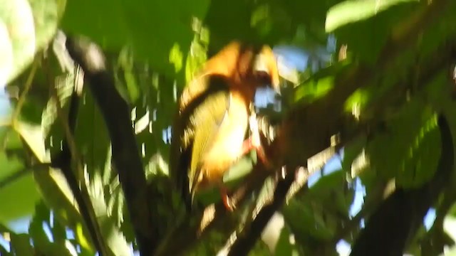 White-browed Piculet - ML368394691