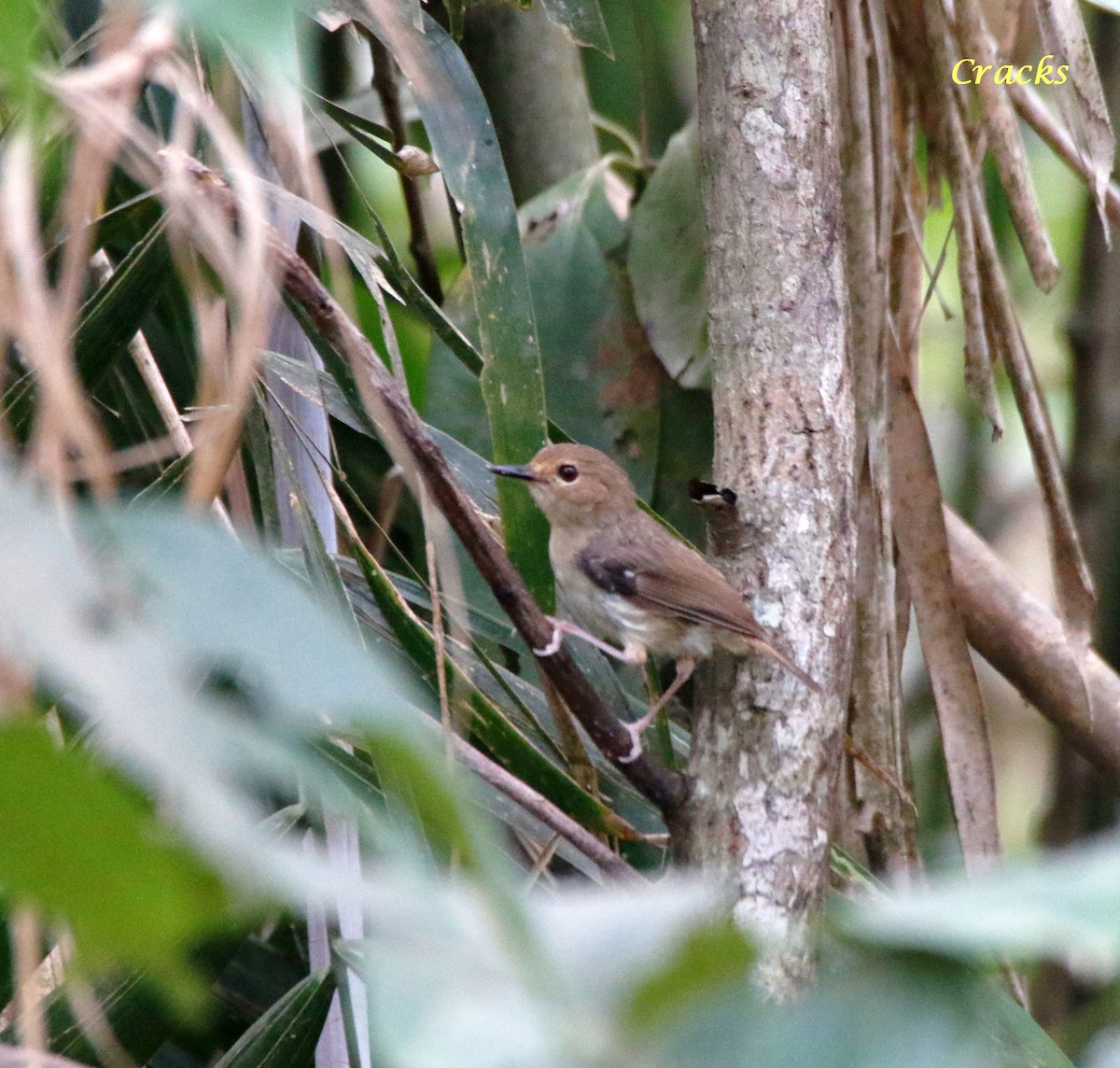 Tropical Scrubwren - ML368395471