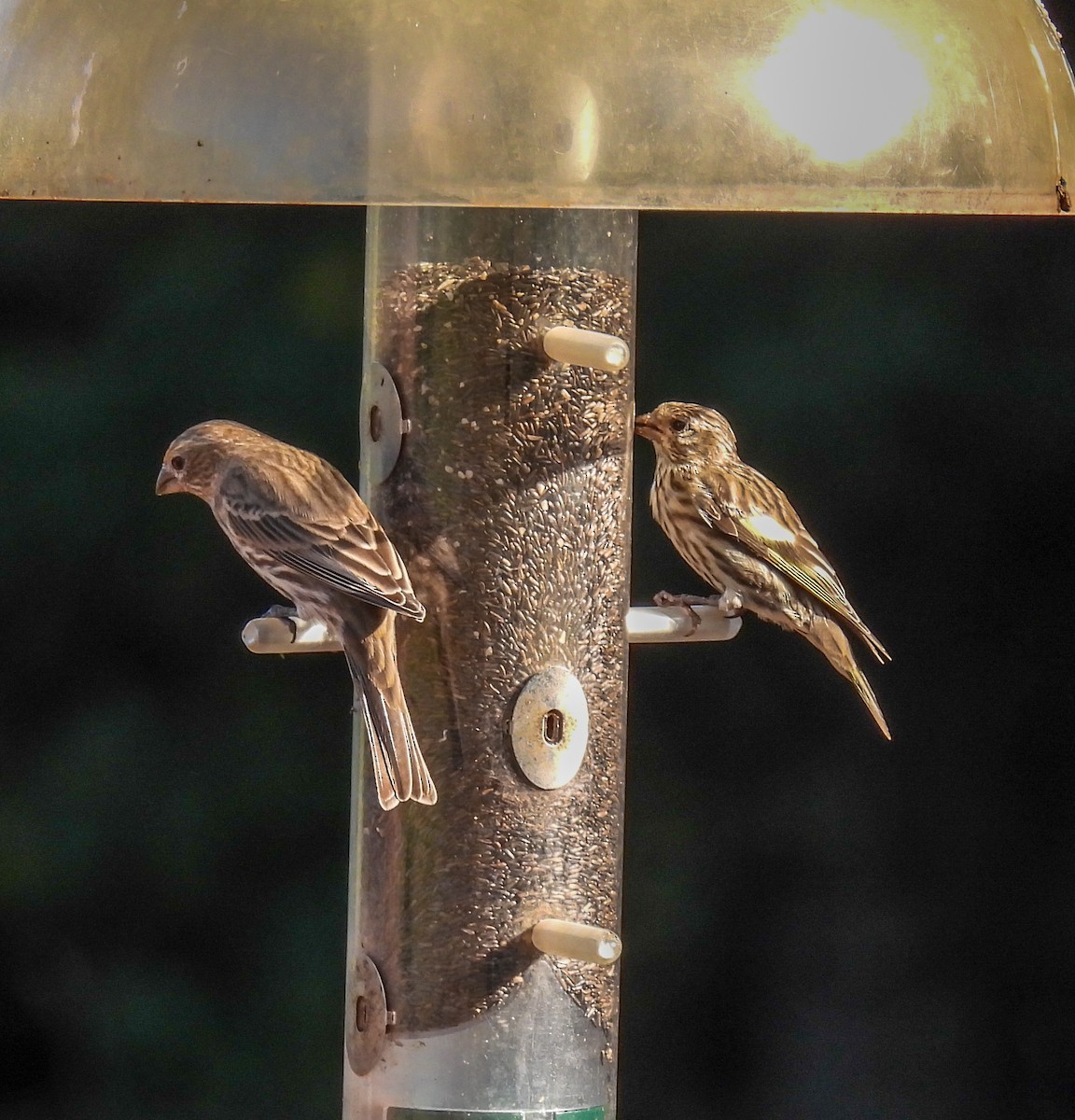 Pine Siskin - ML368395931