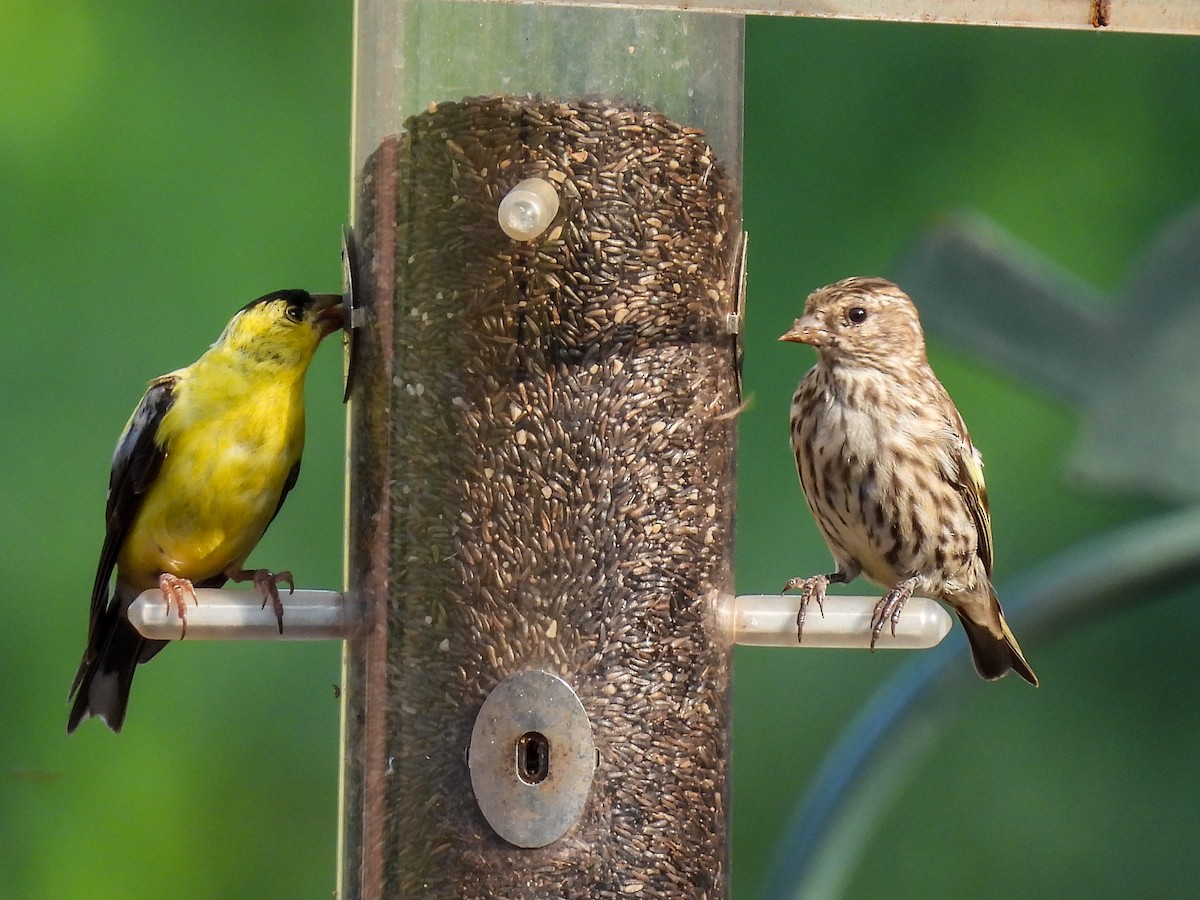 Pine Siskin - ML368395941