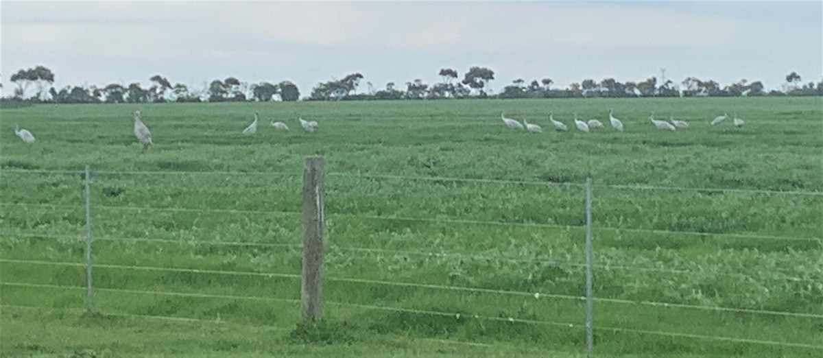 Brolga - Geelong Field Naturalists Club Bird Group