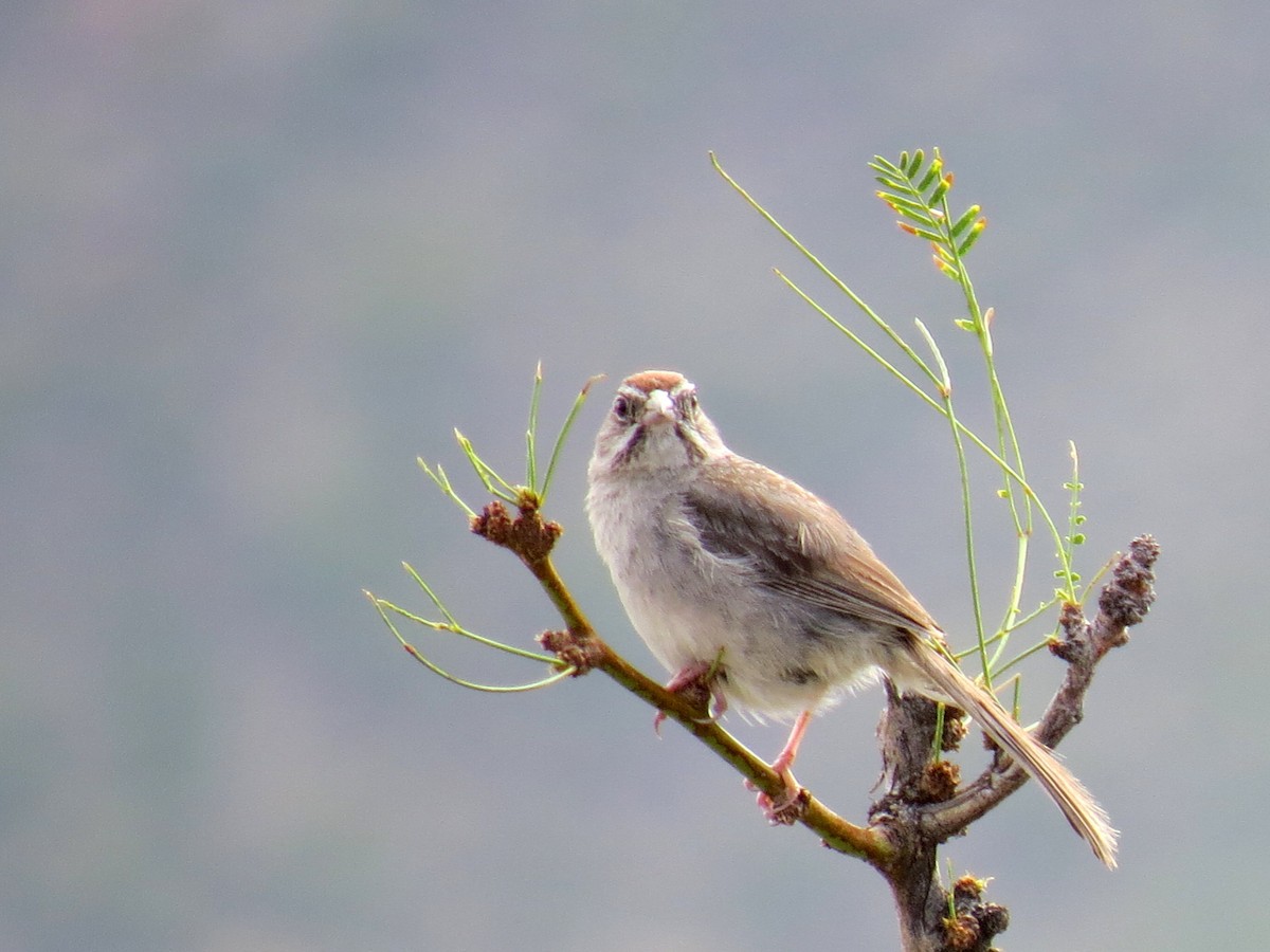 Rufous-crowned Sparrow - ML36839811