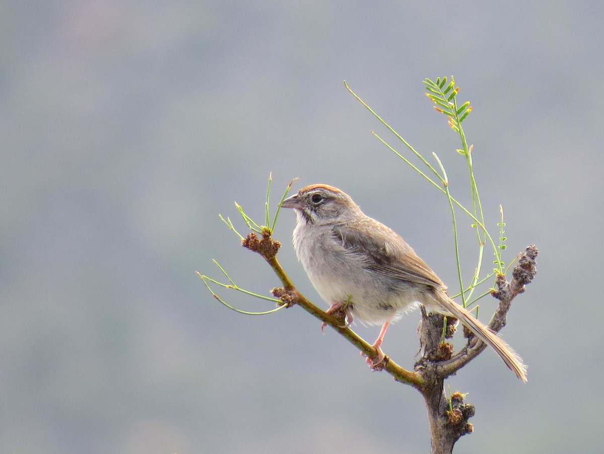 Rufous-crowned Sparrow - ML36839821