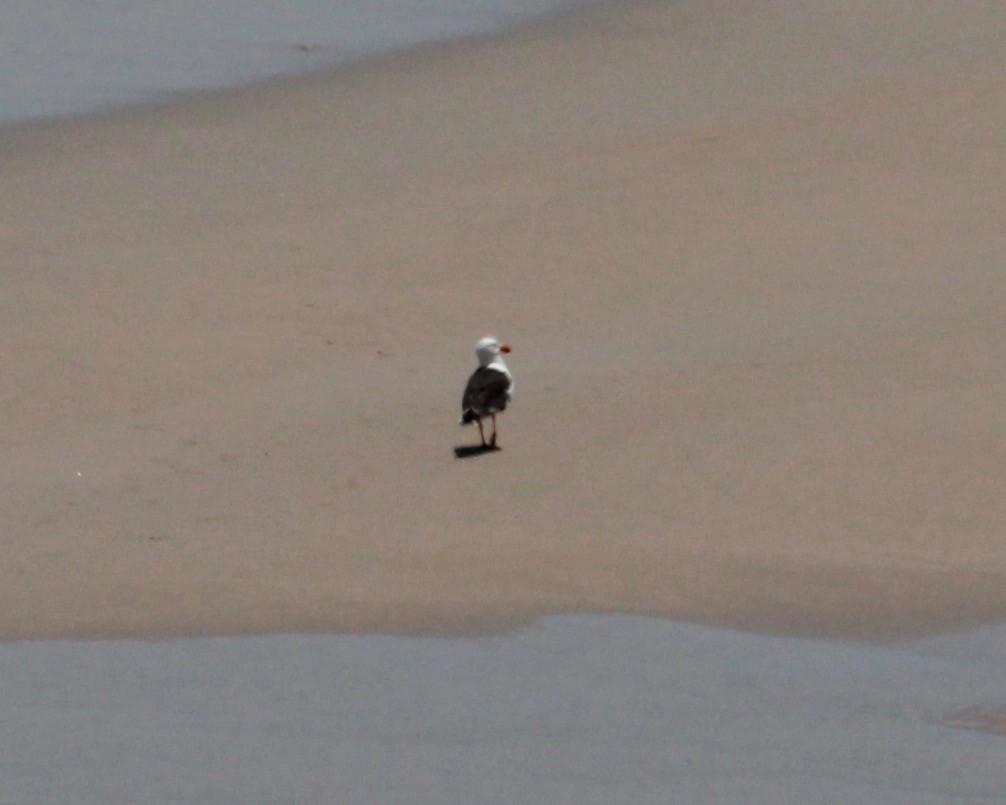 Pacific Gull - ML36839831