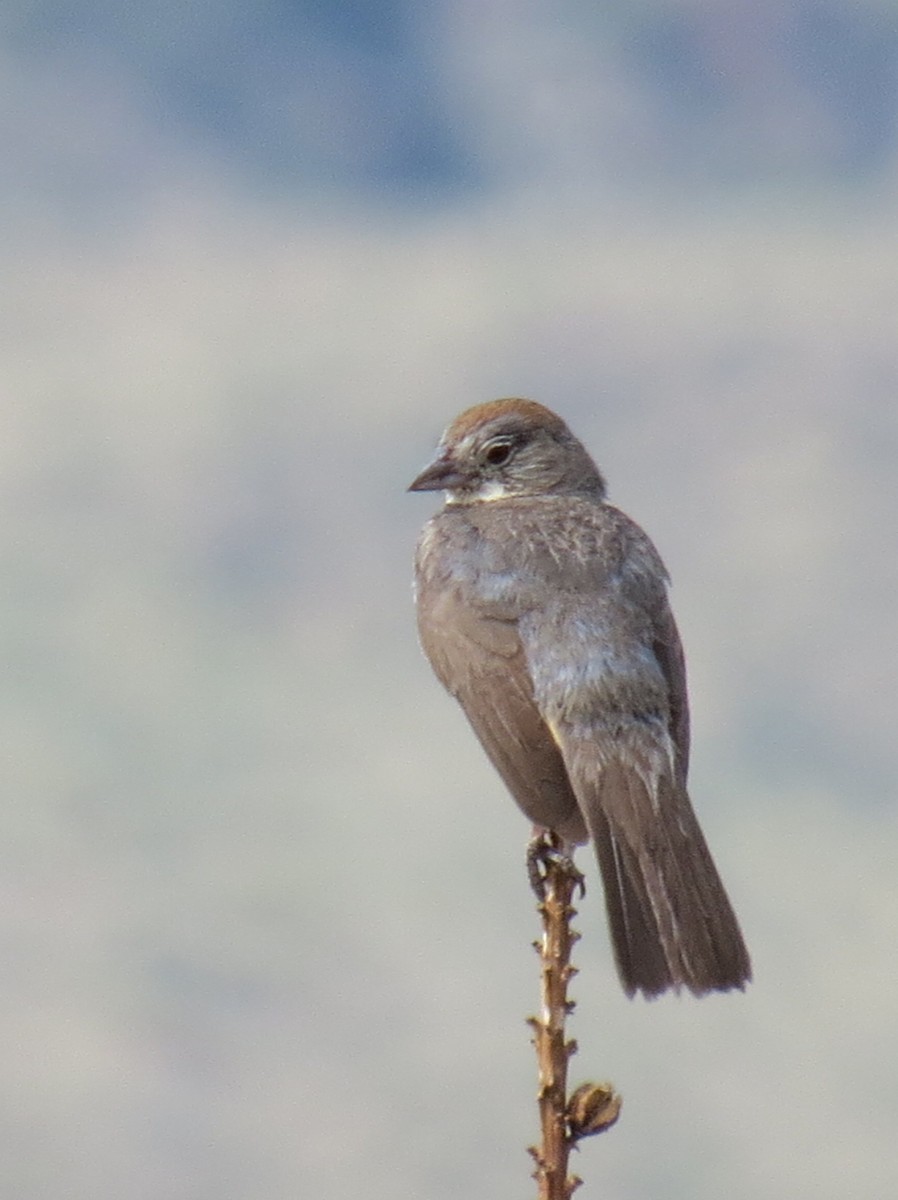 Canyon Towhee - ML36840011