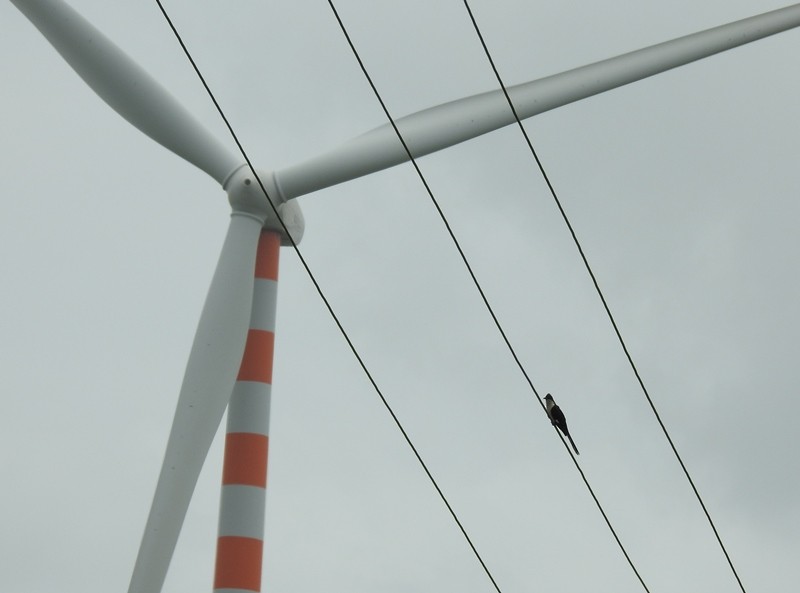 Pied Cuckoo - ML368400351