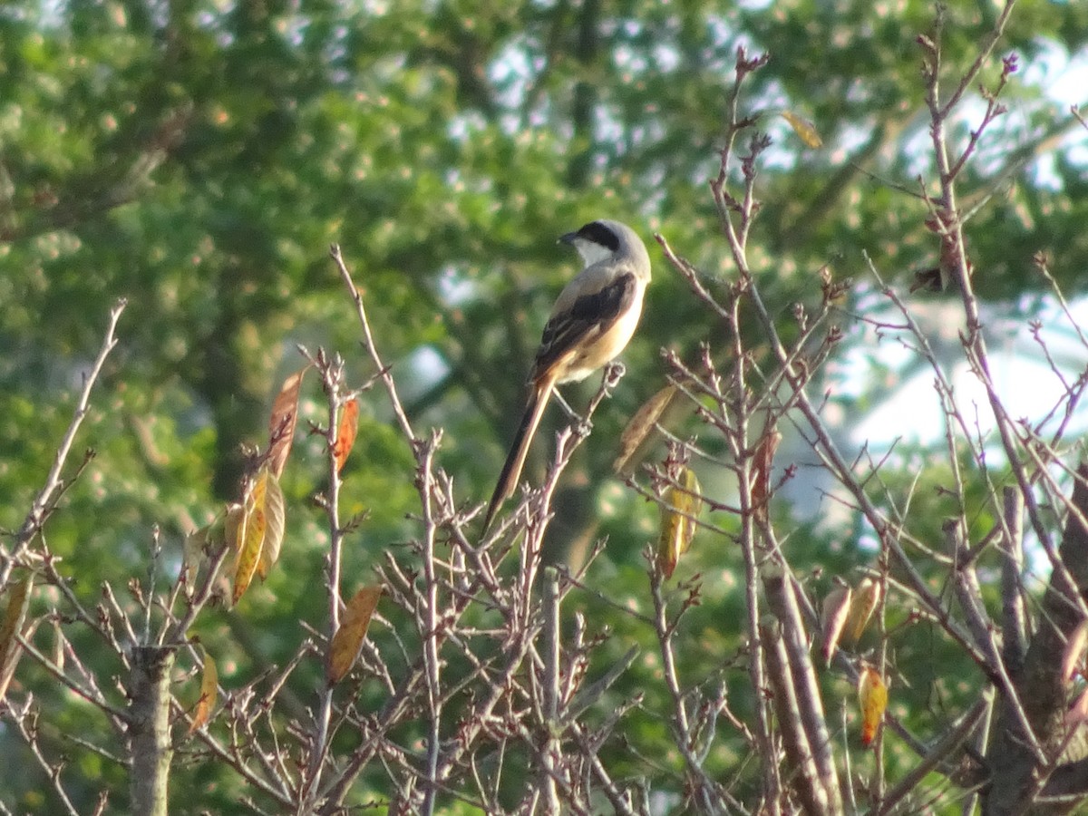 Long-tailed Shrike - ML368400771