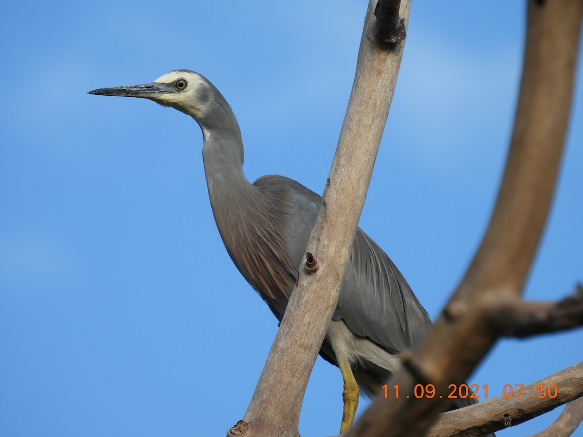 White-faced Heron - ML368401631