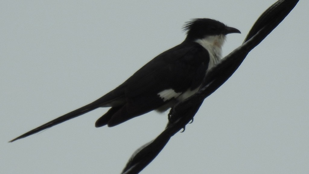 Pied Cuckoo - ML368402211