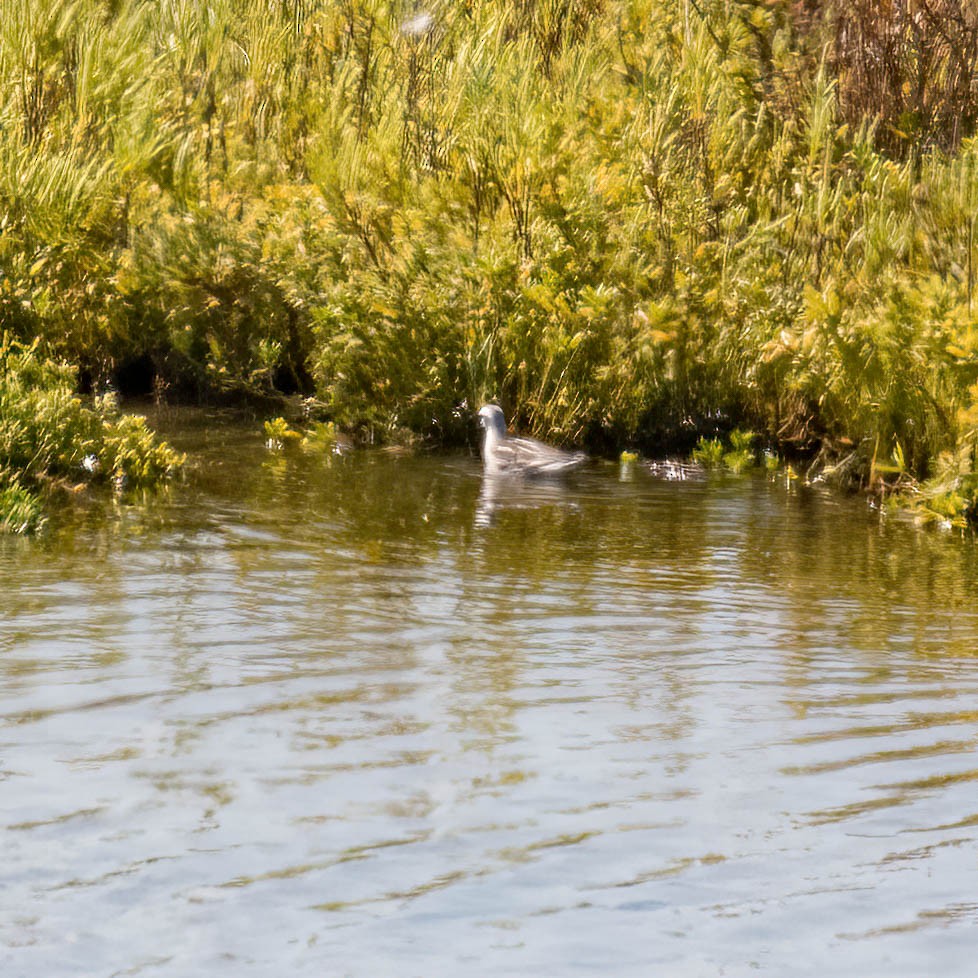 polarsvømmesnipe/svømmesnipe - ML368402581