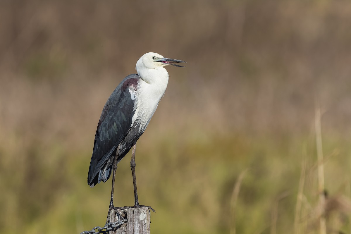 Pacific Heron - ML368403131