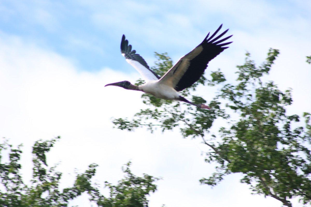 Wood Stork - Natalia L. Galeas