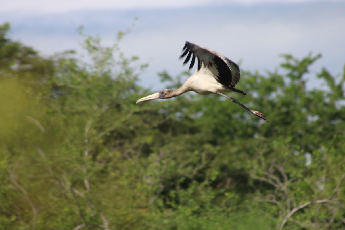 Wood Stork - ML368405901