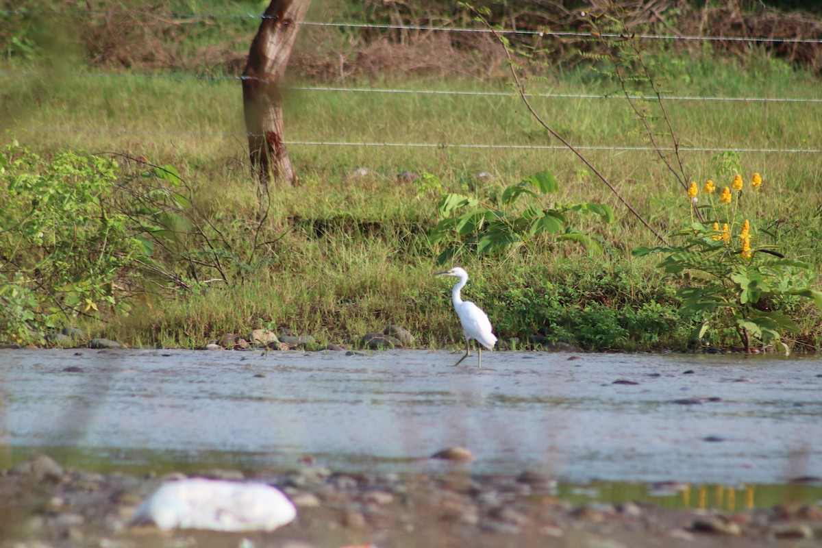 Snowy Egret - ML368407171