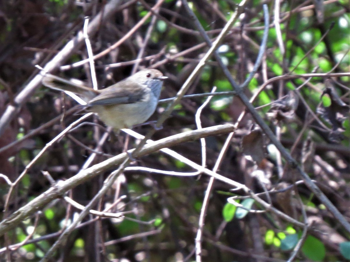 Brown Thornbill - ML368407911