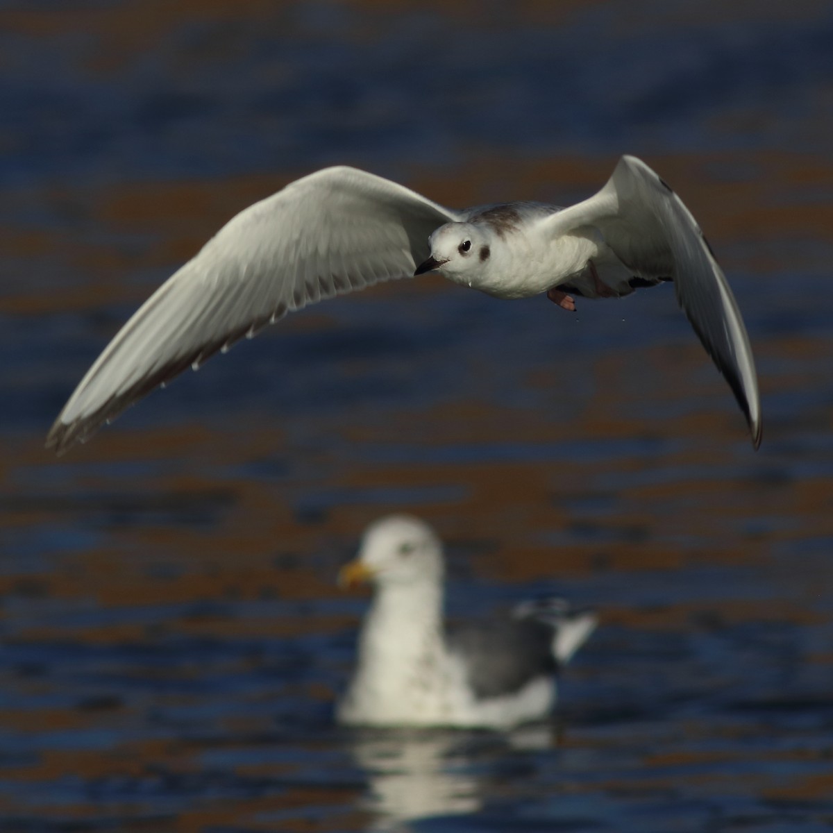 Bonaparte's Gull - J Tanner