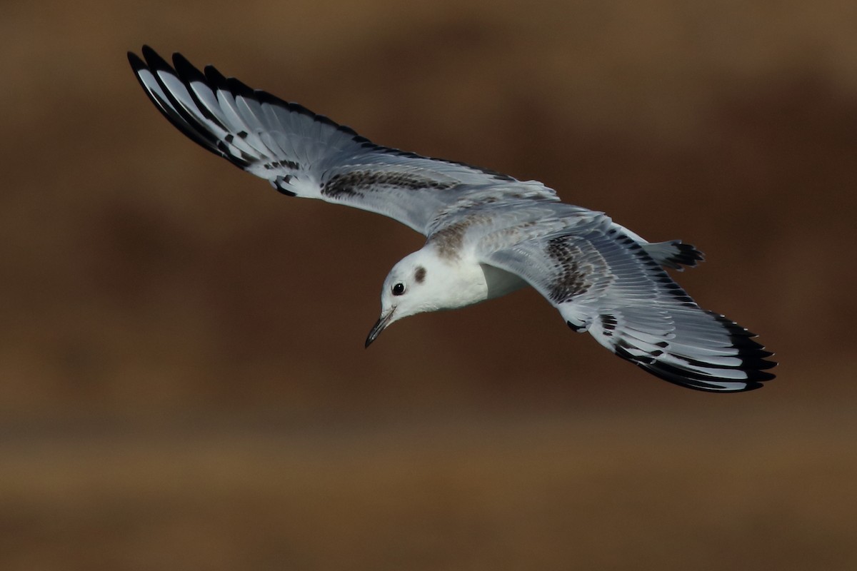 Bonaparte's Gull - J Tanner