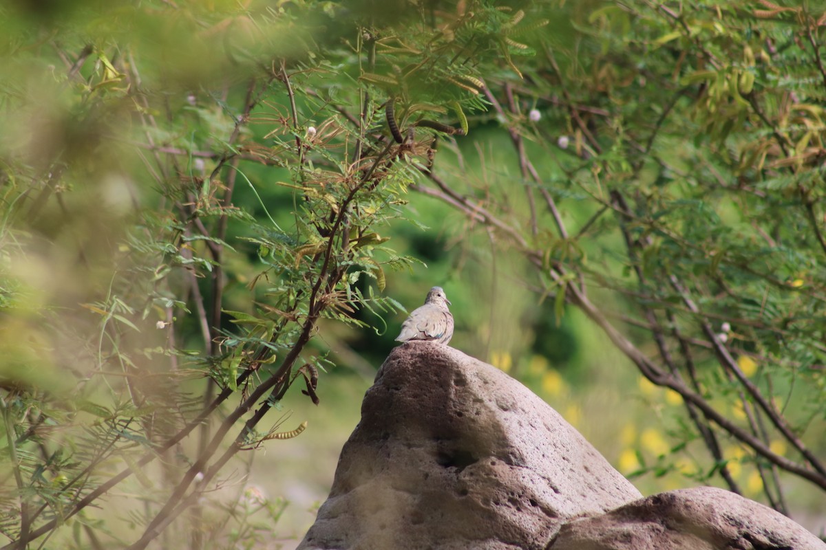 Ruddy Ground Dove - ML368410911