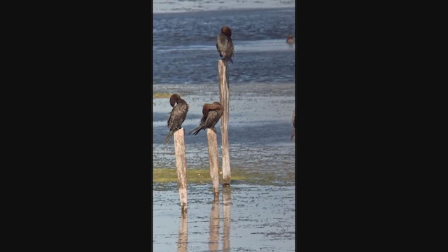 Pygmy Cormorant - ML368411651