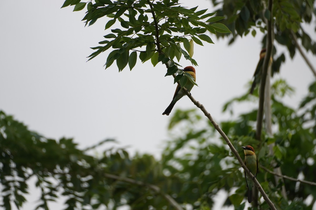 Chestnut-headed Bee-eater - ML368411701