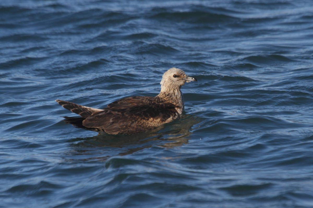 Parasitic Jaeger - ML368411821