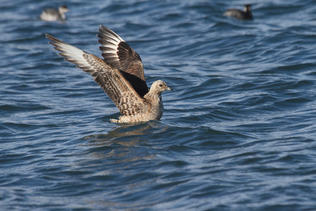 Parasitic Jaeger - ML368411881