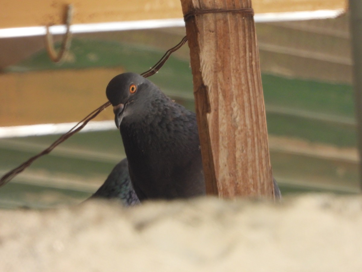 Rock Pigeon (Feral Pigeon) - ML368412581