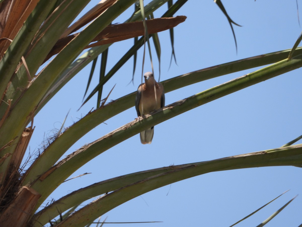 Laughing Dove - ML368412601