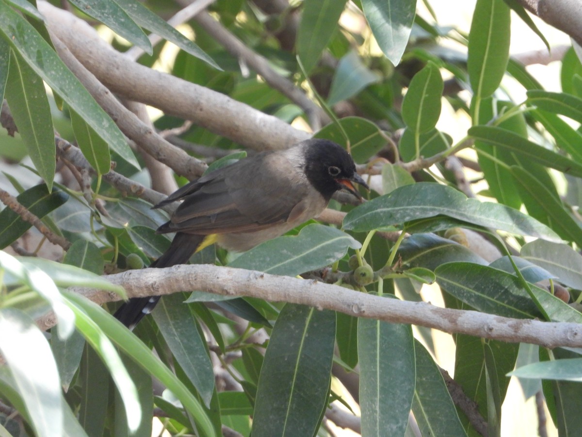 White-spectacled Bulbul - ML368412671