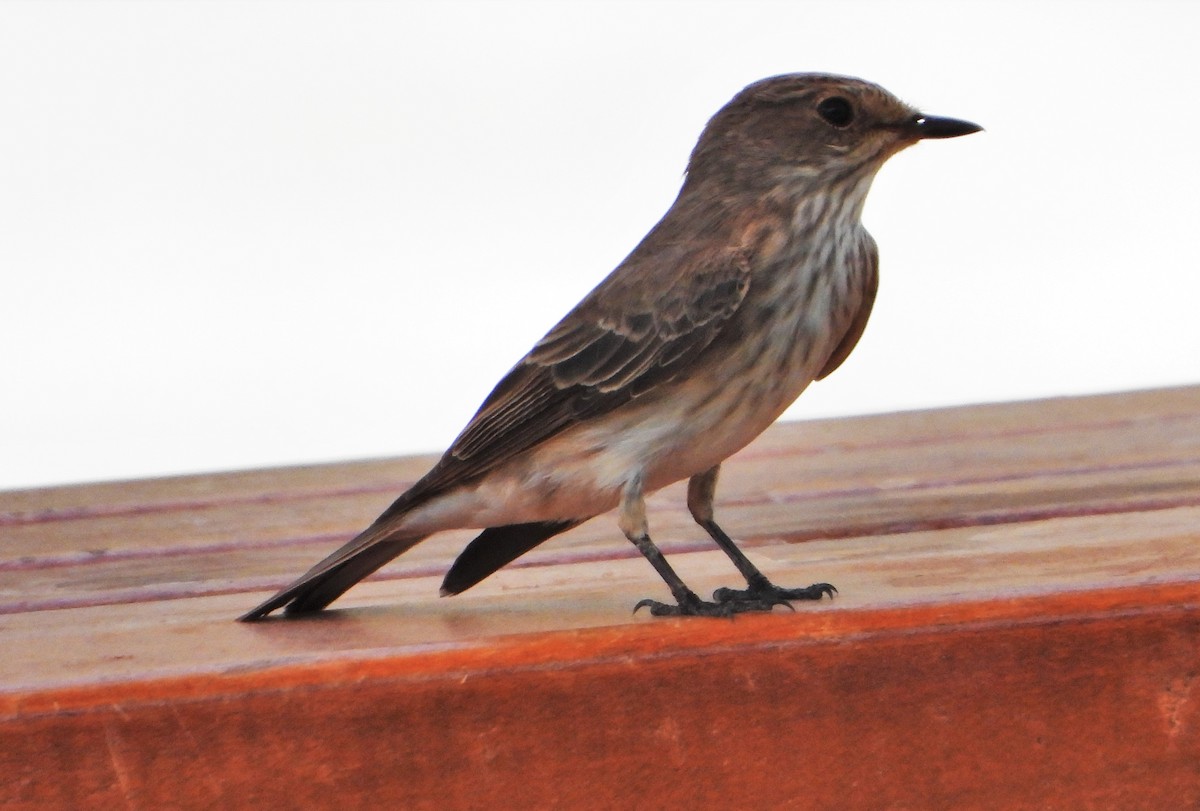 Spotted Flycatcher - ML368412701