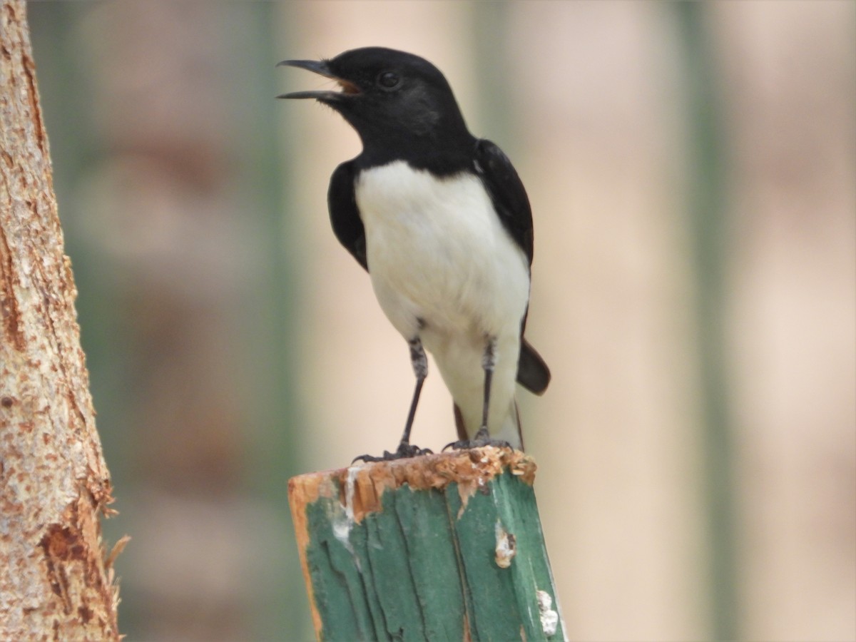 Hume's Wheatear - ML368412731