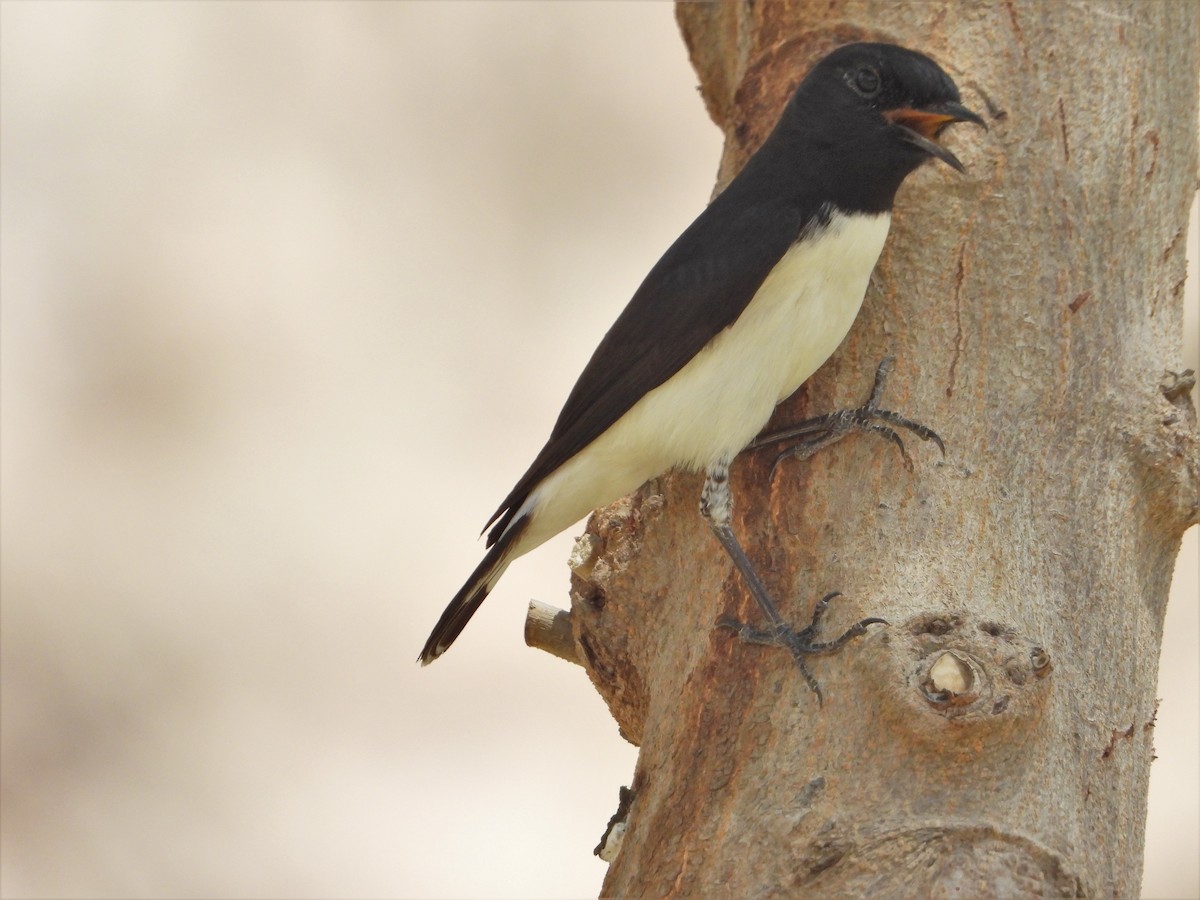 Hume's Wheatear - ML368412741