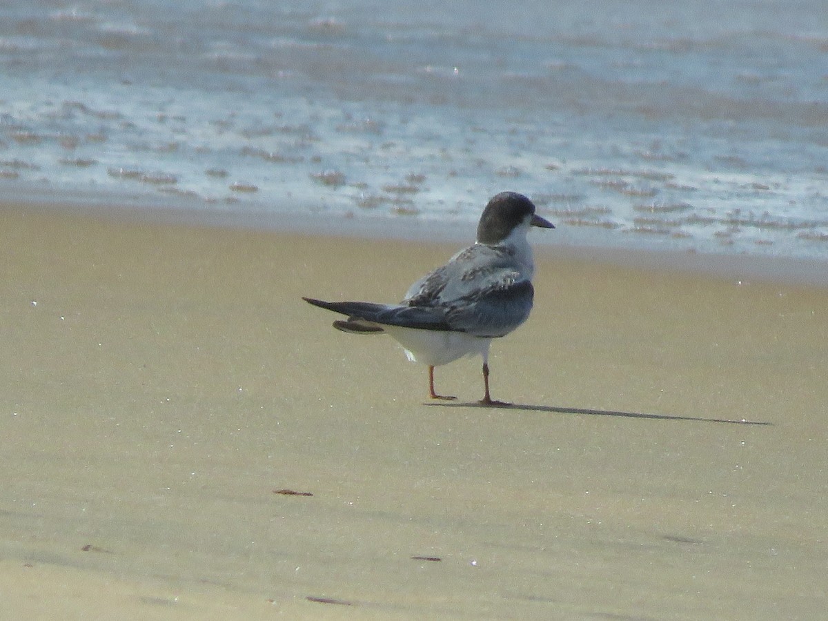 Little Tern - ML368413521