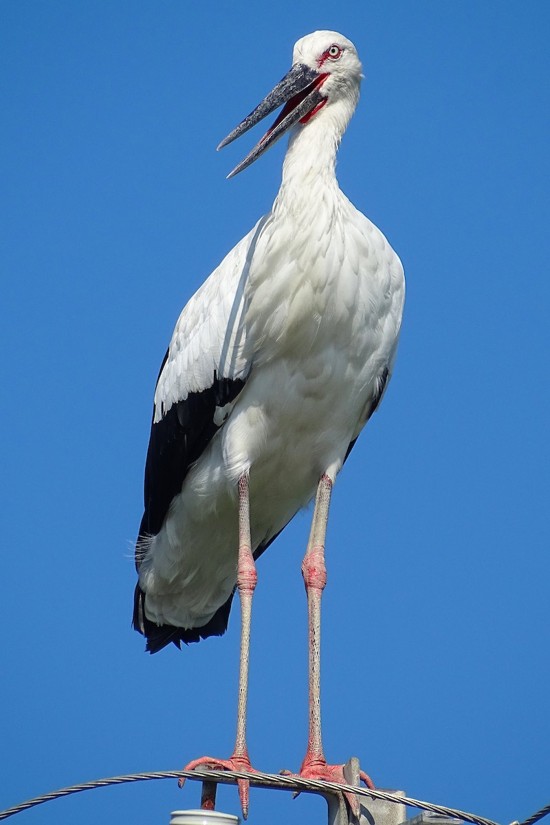 Schwarzschnabelstorch - ML368414691